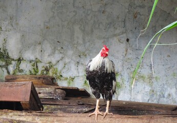 a rooster is standing on the wood
