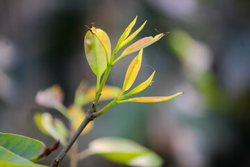 Green plant natural look photo