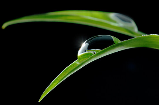 Drop of water on young green leaf