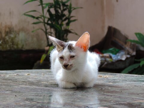 a photo of a white kitten sunbathing
