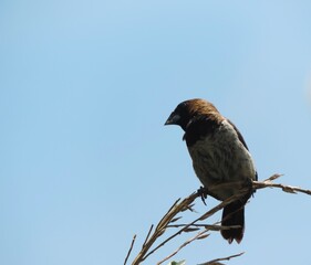 photo of the sparrow on the branch, scientific name of the sparrow is Estrildidae