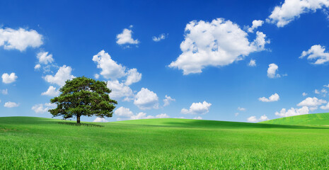 Idyll, panoramic landscape, lonely tree among green fields