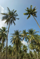 Fototapeta na wymiar coconut tree with blue sky 