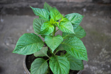 Green plant natural look photo