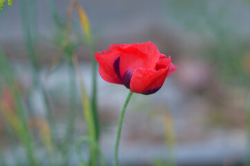 Red poppy in soft light.  Lonely poppy. Soft focus