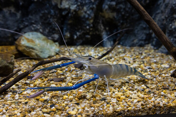 オニテナガエビ