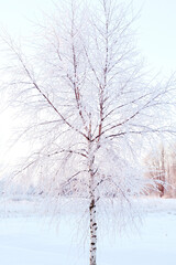 birch tree covered in snow at wintertime