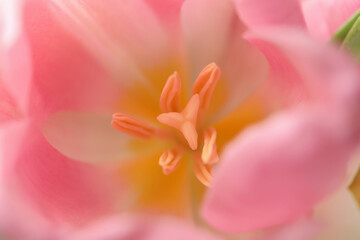 Stamen of the beautiful pink tulip, macro
