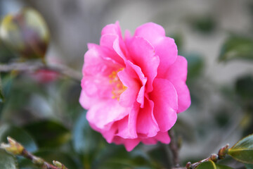 Obraz premium サザンカの花