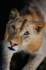 Portrait of a angry young lion in wildlife