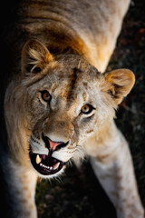 Fototapeta premium Portrait of a angry young lion in wildlife