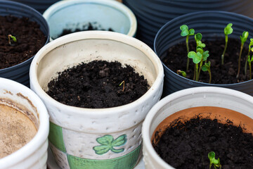 Vegetable seedlings in the small  pots with black soil, radish sprouts growing in pot indoor in spring time, planting concept 