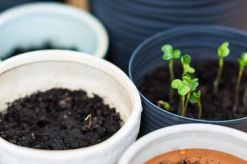 Vegetable seedlings in the small  pots with black soil, radish sprouts growing in pot indoor in spring time, planting concept 