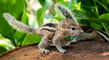 Small Squirrels lost in the wild, cute and adorable newborn orphan squirrel babies barely can walk and climb, three striped palm squirrels look for their mother squirrel in the bush,