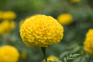 Beautiful yellow marigold flower on nature background