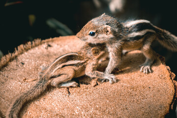 Cute and orphan squirrel baby siblings wander on top of a cut-down tree trunk. Caring and looking after the small brother, the concept of the family stays together no matter what. close up mammals.