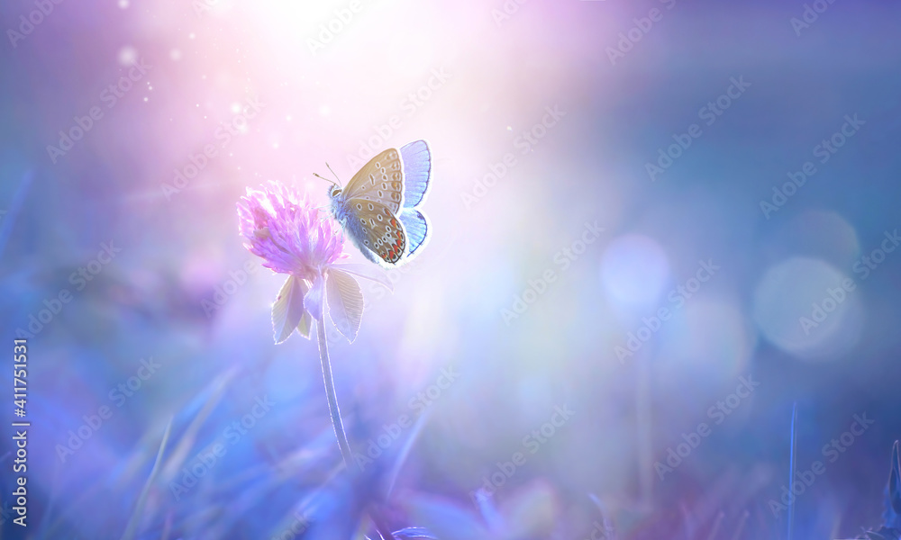 Poster Butterfly on clover flower in spring in summer in rays of transparent violet light, soft focus macro. Aerial refined subtle gentle exquisite artistic image beauty of nature.