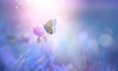 Butterfly on clover flower in spring in summer in rays of transparent violet light, soft focus...