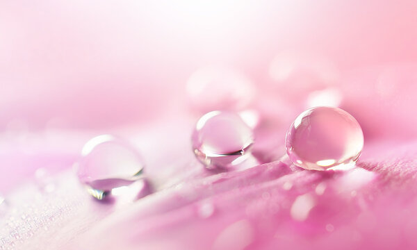 Water drops on pink flower petal close-up macro. Gentle artistic image of purity and beauty of nature.
