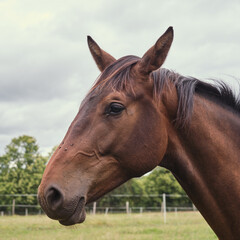 Portrait d'un cheval de profil .