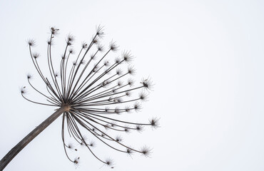 Close-up of hogweed in winter on a white background.