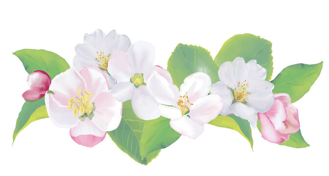 Spring Apple Blooming Branch Boarder Wreath. Watercolor illustration. High resolution. 300 dpi