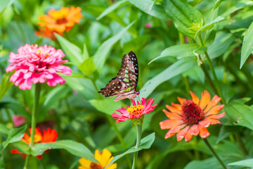 Flowers daisies in summer spring meadow on background blue sky with white clouds, flying orange butterfly, wide format. Summer natural idyllic pastoral landscape, copy space.