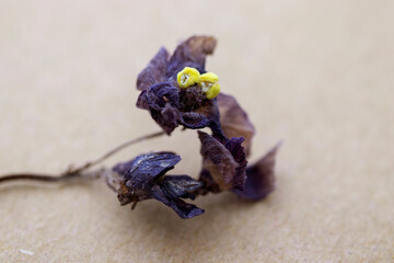 
dried purple to violet
 flower, macro photo.
