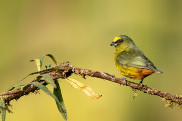 The olive-backed euphonia (Euphonia gouldi) is a small passerine bird in the finch family. Female sitting on sunlit branch. Beautiful and funny. Green rain forest background.
