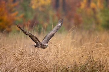 The common buzzard (Buteo buteo) is a medium-to-large bird of prey which has a large range. It is a...