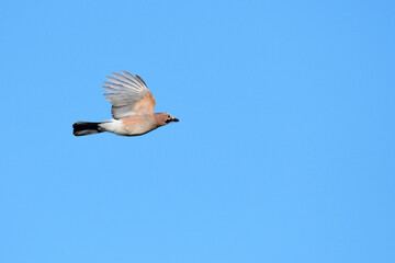 Eichelhäher im Flug im Herbst	