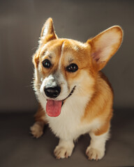 Full length portrait of sitting welsh corgi pembroke dog with tongue out at grey background in studio