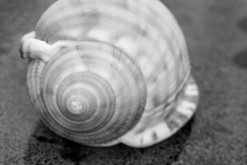 sea ​​shell and golden ratio in nature, abstract photograph produced with macro shooting techniques.