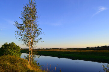 A lone birch tree on the background of the Velikaya River in the Pskov region in the evening