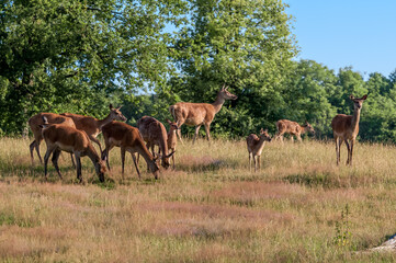 The Red Deer (Cervus elaphus)