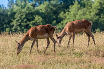 Naklejka na ściany i meble The Red Deer (Cervus elaphus)