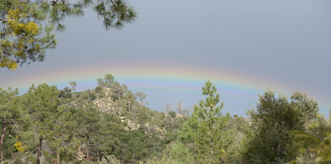 
Rainbow over treetops
