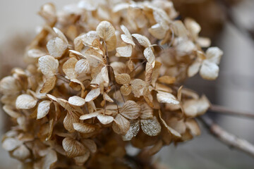 French hydrangea