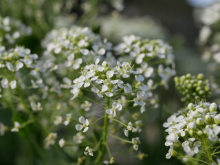 Small white fragrant flowers bloom magnificently on a sunny spring day. The side effect when photographing flowers.