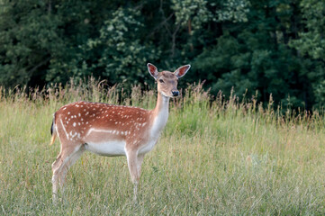 The Fallow Deer (Dama dama)