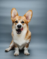 Сute licking welsh corgi pembroke dog at grey background in studio