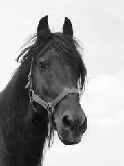 Friesenpferd © Jademacro
