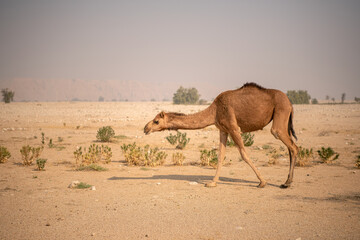 xterior View of Camel herd moving in Barren land Drought in  Desert