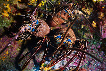 Obraz na płótnie Canvas Underwater photo of two lobsters on the Pacific ocean floor