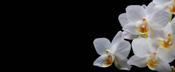 white orchid on a black background
