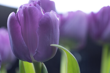 purple  tulip