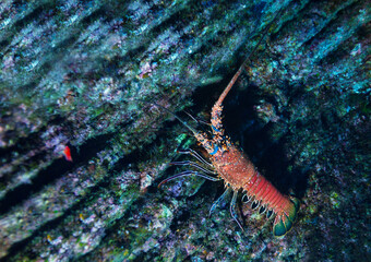 Underwater photo of Lobster on the Pacific ocean floor