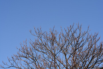 Tree of heaven