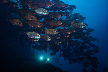 Large fish school underwater with diver's strobe in the deep blue