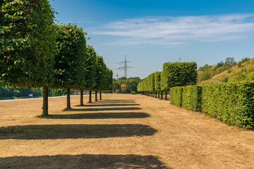 A row of pruned trees and hedges on a dried up meadow, seen in the Nordsternpark, Gelsenkirchen, North Rhine-Westfalia, Germany